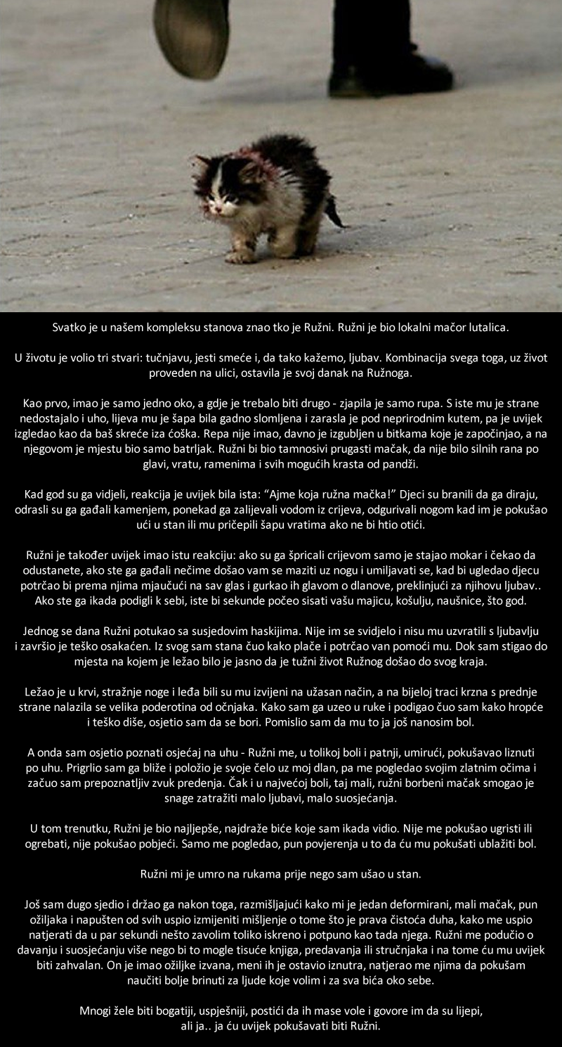 Svi su upozoreni da ne diraju ovog mačka, jedan se čovjek oglušio.. zauvijek mu je slomljeno srce