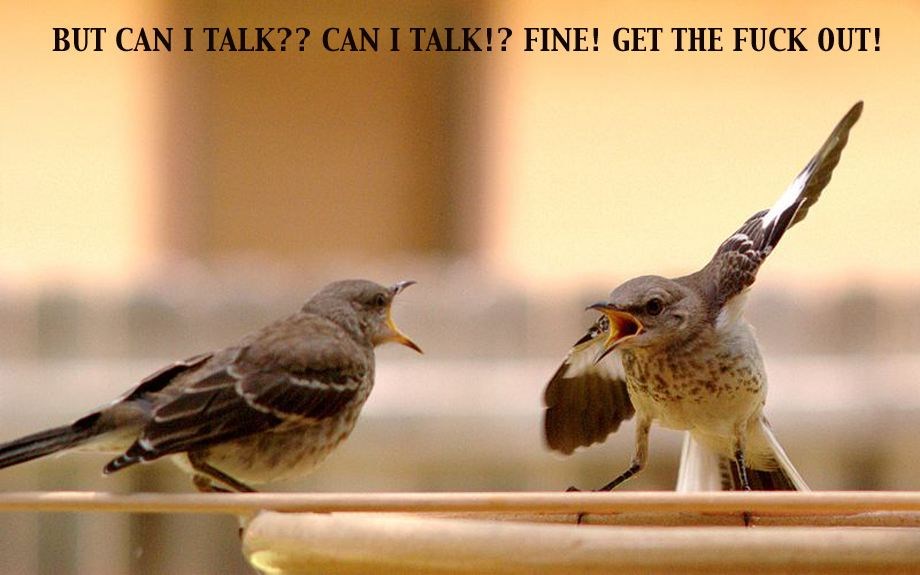 Ptičja svađa završila izbacivanjem iz stana