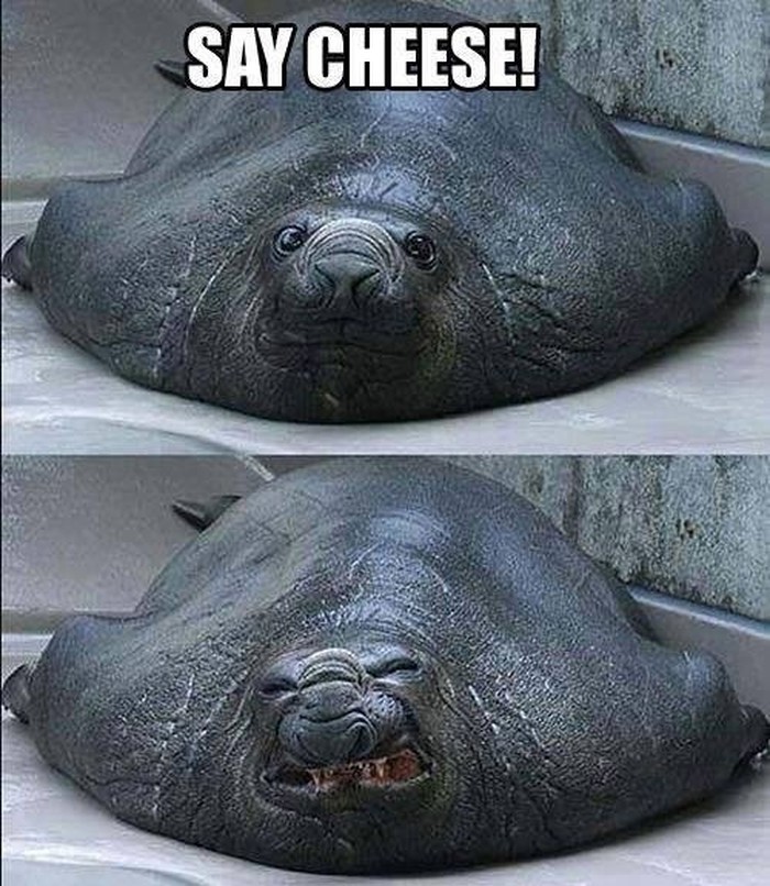 Morž, smiješak, pa ne fotkamo za Sabor!