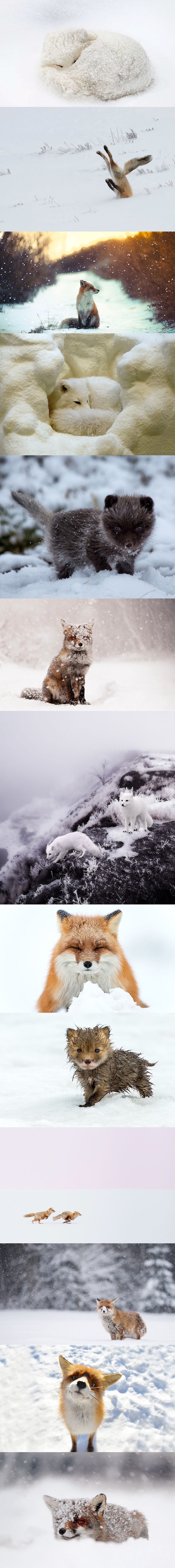 Zimske fotografije preslatkih lisica u koje ćete se apsolutno zaljubiti
