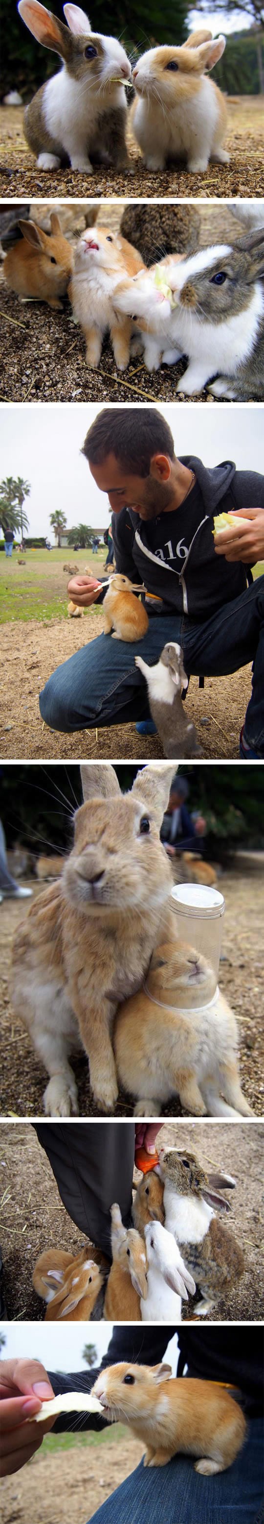 Galerija: Otok preplavljen slatkim malim zečićima