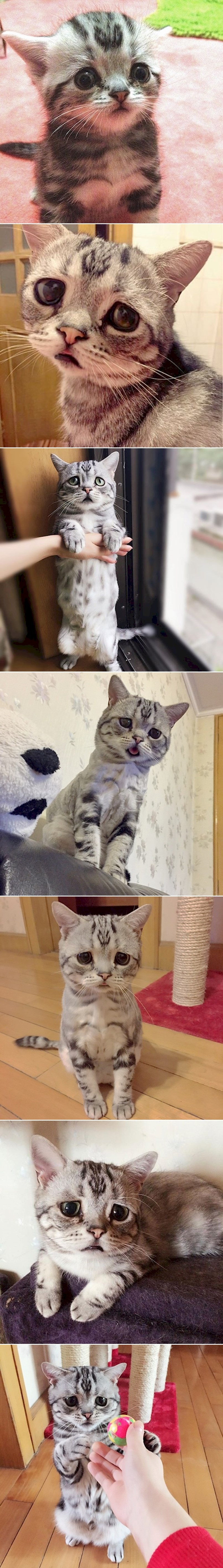 GALERIJA: Upoznajte najslađu i najtužniju macu na svijetu Luhu