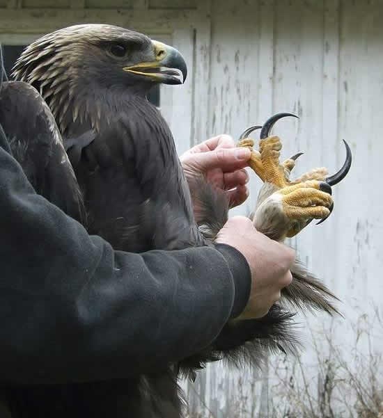Misliš da imaš šanse protiv orla? S ovim kandžama?