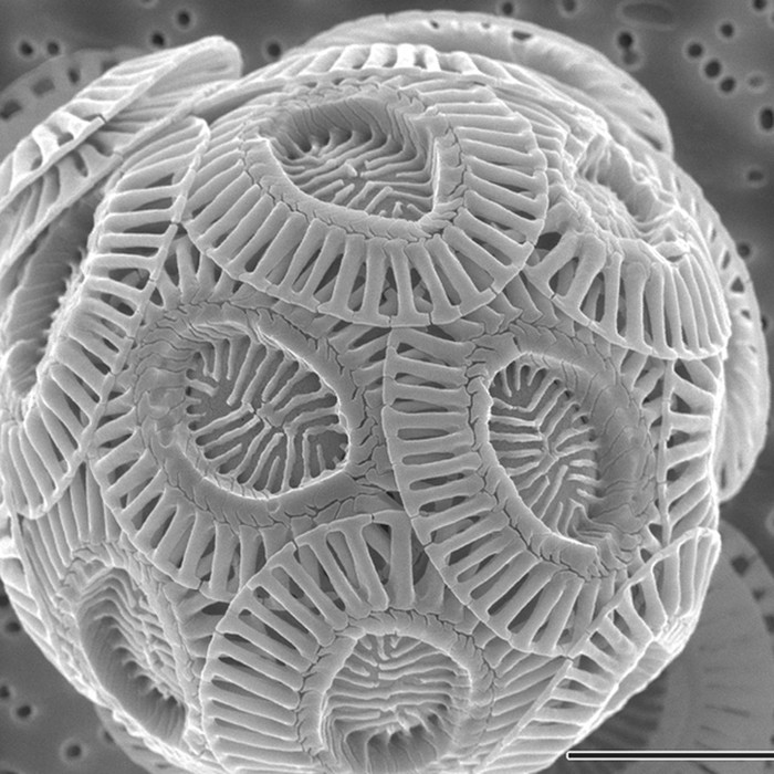 Ne, nije smrtonosni virus već - obična kreda