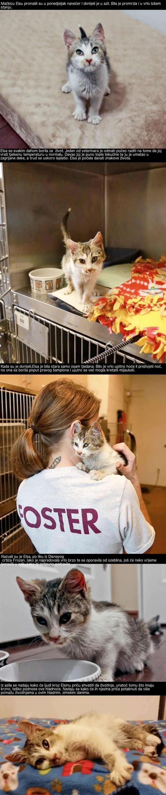 Pronašli su smrznutu mačku i odnijeli je u azil, a oni su je uz malo topline i ljubavi vratili u život