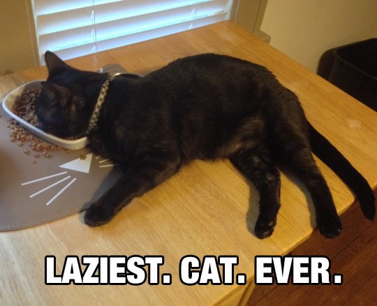 Najveća lijenčina mačjeg svijeta