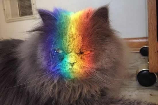 Kad ti mačka sikće na sunce i mrzi cijeli svijet