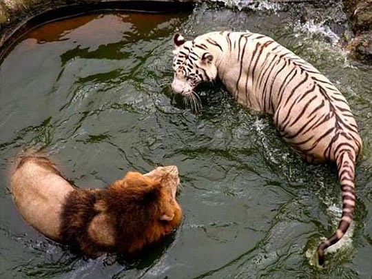 Konačni obračun: Tko je kralj svih životinja?