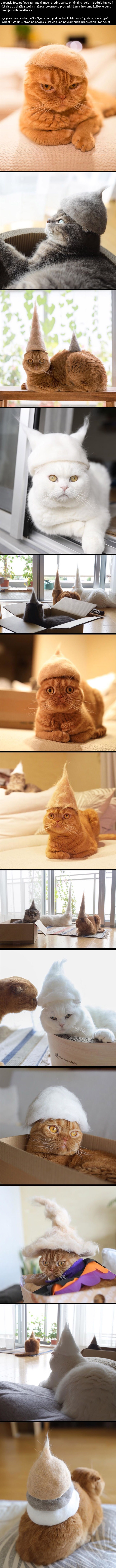 Japanac svojim mačkama izrađuje šeširiće od njihovih dlaka, jednostavno su genijalne!