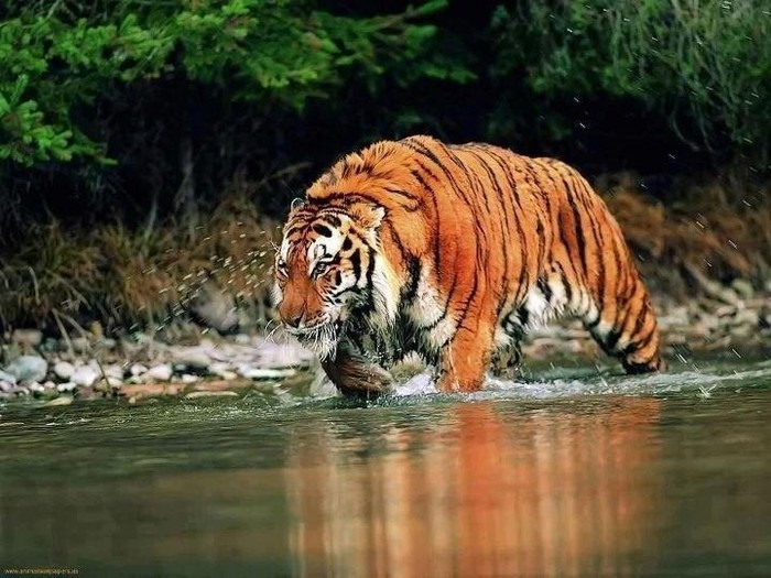 Ubojita ljepota: Veličanstveni tigar vlada i rijekom
