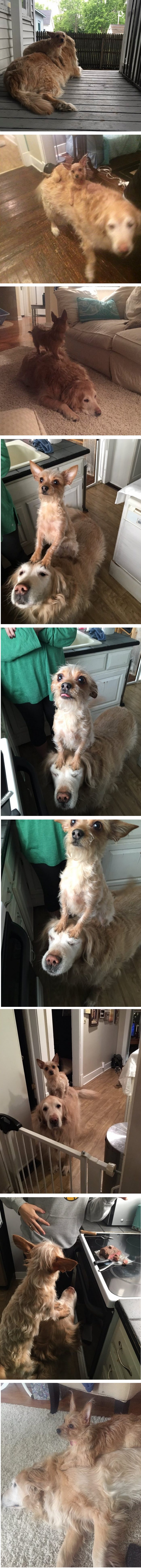 Ova je kujica postala internet senzacija zbog jedne stvari