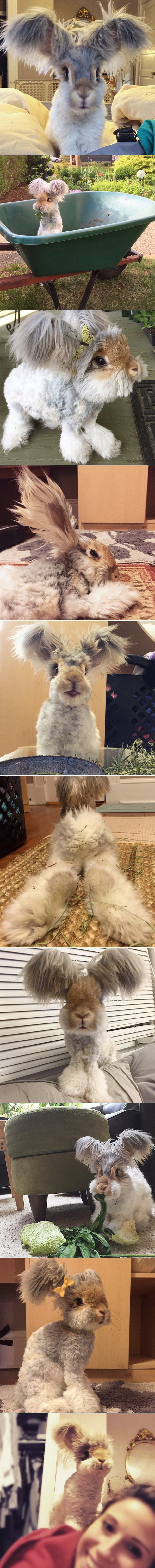 GALERIJA: Najčupavije "anđeoske" uši ima zeko zvan Wally