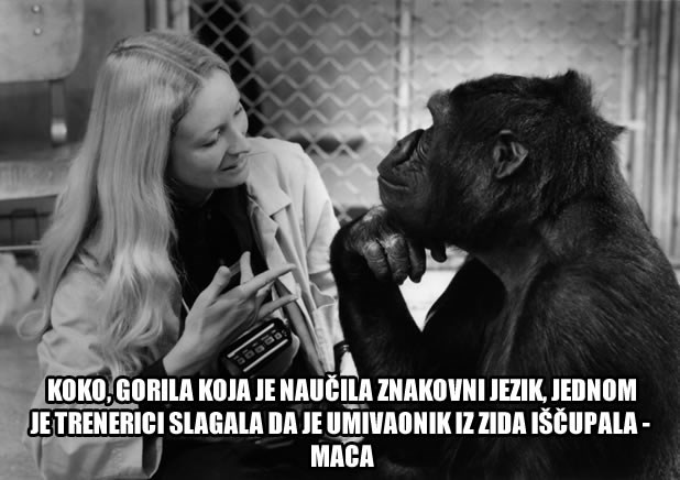 I gorile lažu!