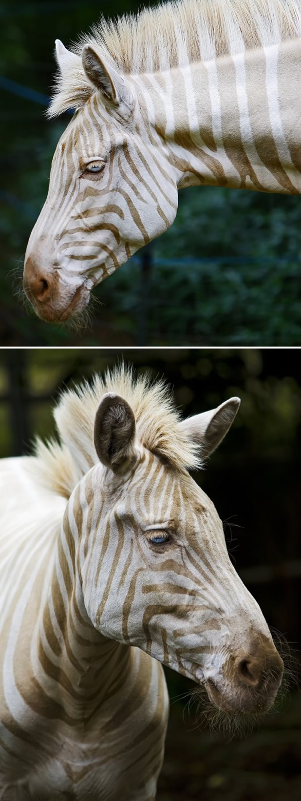 Jedina poznata zlatna zebra u zatočeništvu
