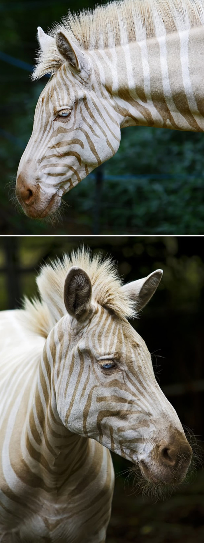 Jedina poznata zlatna zebra u zatočeništvu