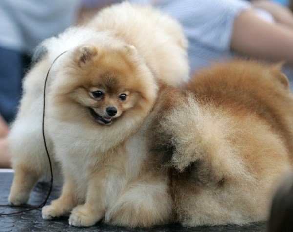 Preslatki psići na izložbi u Splitu