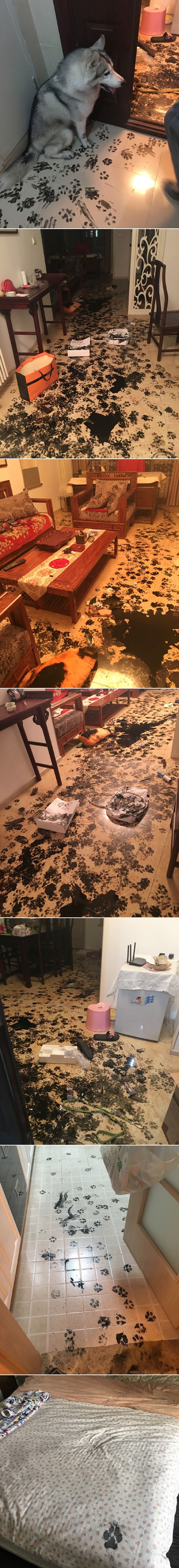 Haskija ostavili samog tri sata - stan im pretvorio u kaos