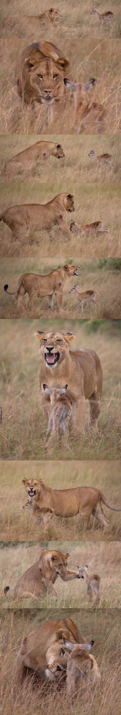 Lavica pojela mamu, pa posvojila njeno lane