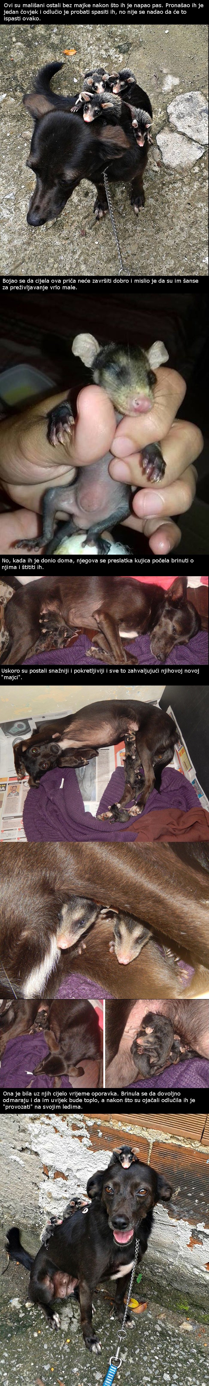 Ovaj je psić spasio oposume od sigurne smrti