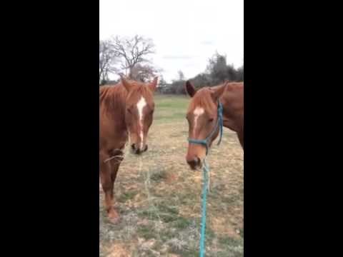 VIDEO: Džentlmeni još postoje - romantični konj dragoj donio finog sijena!