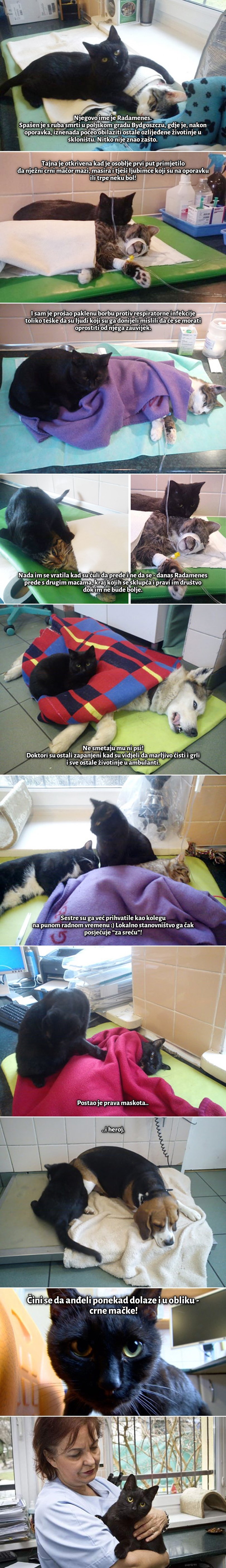 Galerija: Anđeo iz skloništa - crni mačak dirnuo svijet brigom za bolesne životinjice!