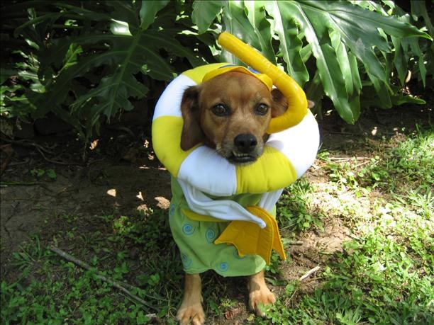 Gazda, ne vodiš li me odma na more pojedem te za doručak!