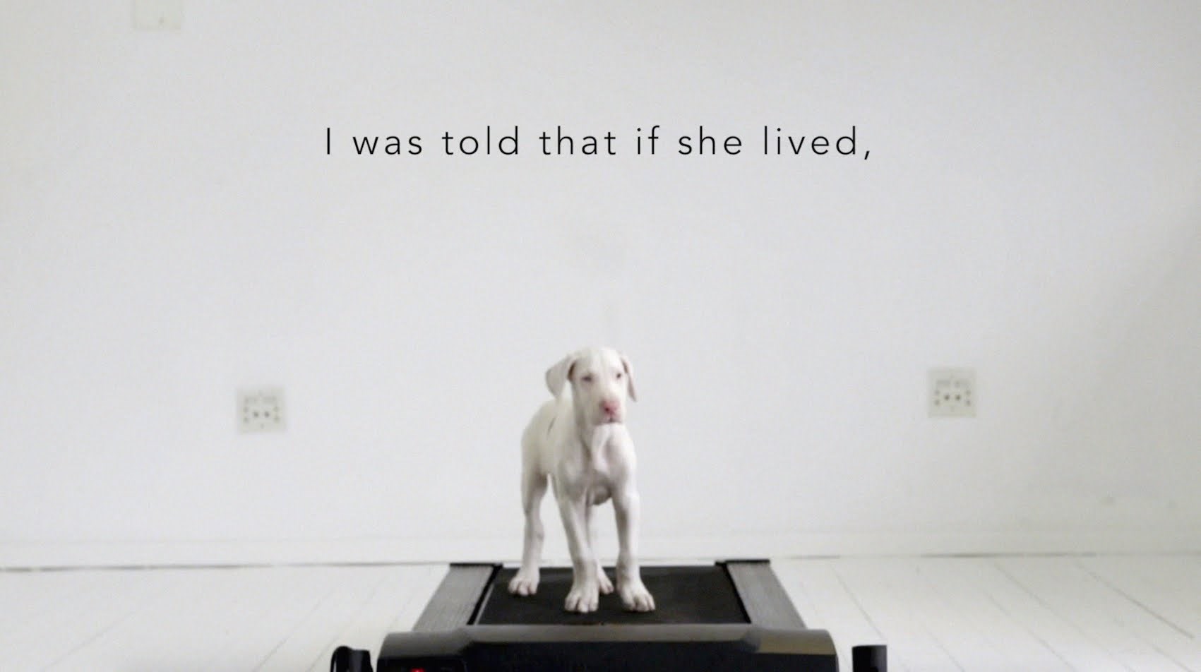 Udomio je psa za kojeg su rekli da neće živjeti još dugo i odlučio ga snimati svaki dan