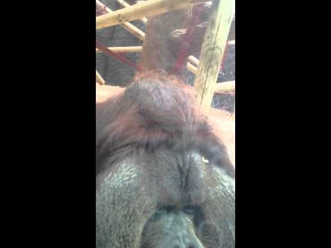 VIDEO: Orangutan nježno poljubio trbuh trudnice preko stakla kaveza