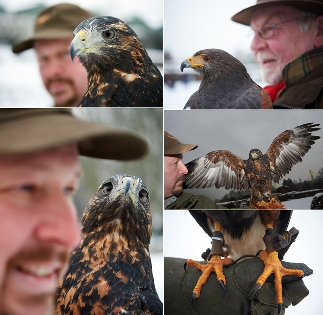 Prekrasni sokolovi naučili slušati zemaljske gospodare