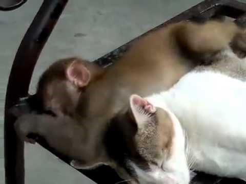 Razigrani majmunčić gnjavi mačku, a njoj se još spavaaaaa..