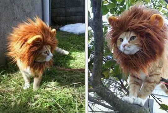 Lavlje perike za mačke postale hit