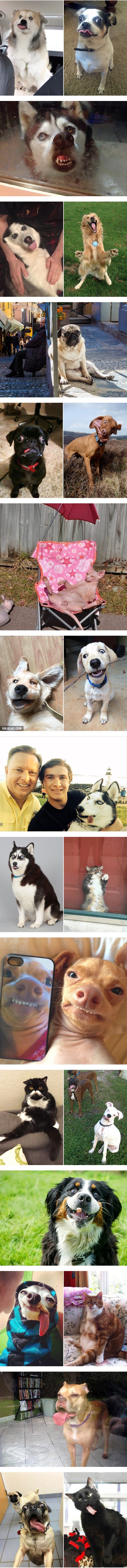 GALERIJA: Nisu svi kućni ljubimci fotogenični