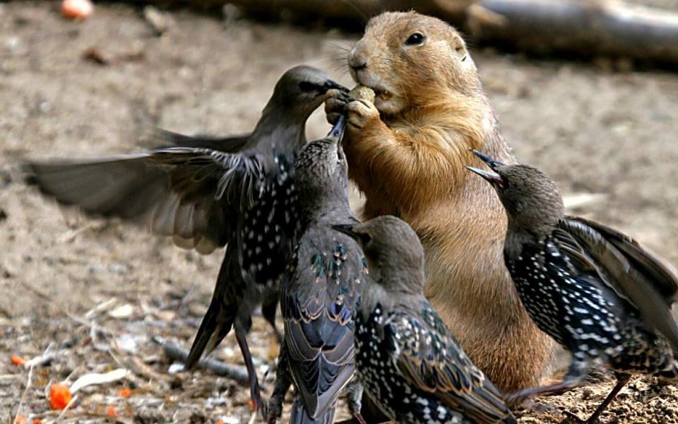 Sjemenku ili život! 