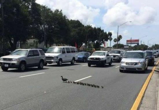 Pačja škola na izletu u veliki grad