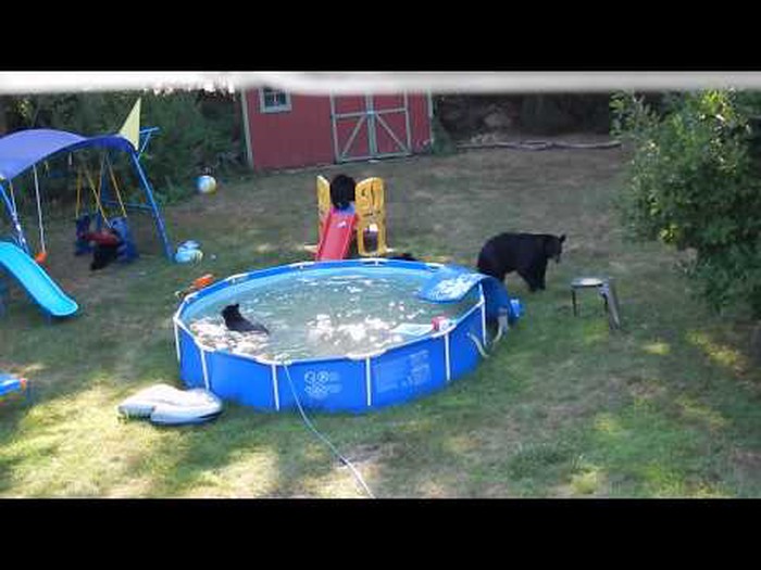 VIDEO: Kad vlasnika nema, medvjedići kolo vode