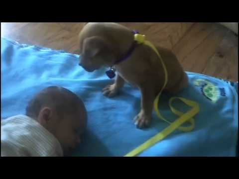 VIDEO: Nema spavanja kad čuvaš najboljeg prijatelja... Ili možda ipak? 