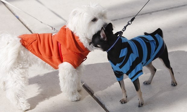 Baš si mi slatki u tom puloverčiću, daj da ti pusicu dam