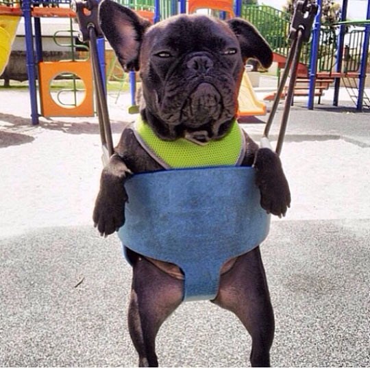 E je vam neka zabava, mogao sam si hvatat rep cijeli dan