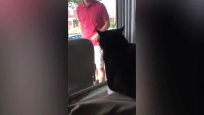 VIDEO: Prolupali ljubomorni mačak Cato vrišti kao lud jer gazda dovodi psa u kuću!
