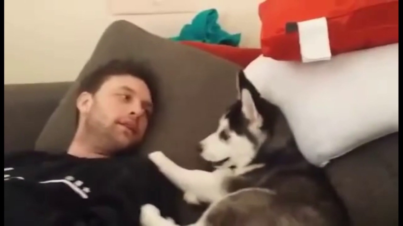 Mali haski se posvađao s vlasnikom, pa si od muke počeo gristi nogu