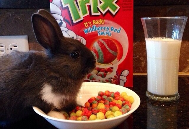 Preslatki zeko svratio po zdravi doručak