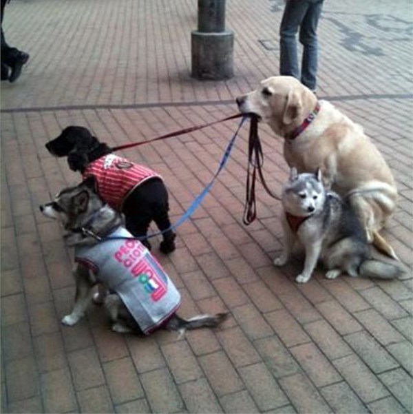 Pas-dadilja šeta gazdine ljubimce