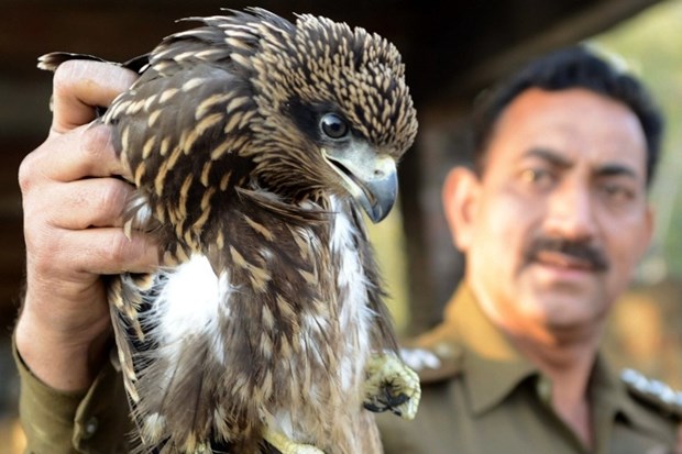 Spasili malog ozlijeđenog orla