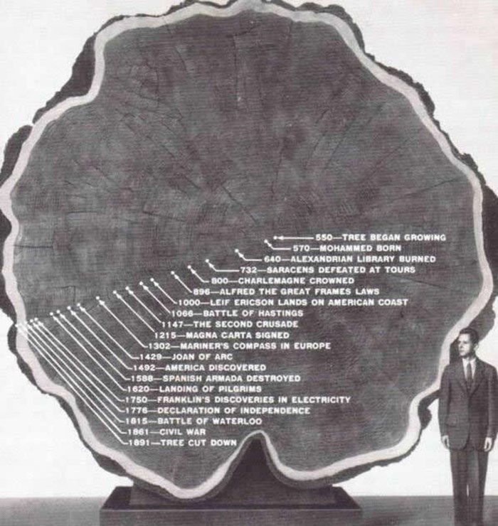 Drvo staro 1400 godina se nagledalo svega