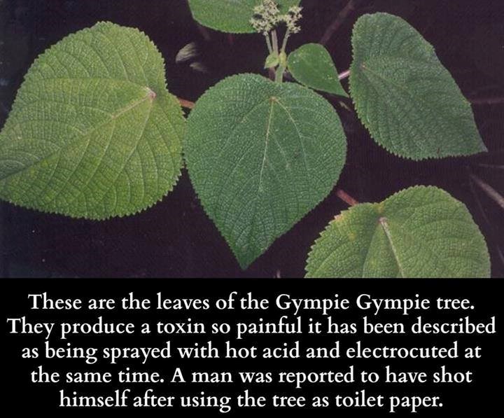 A mislili ste da su koprive "izašle iz pakla"?