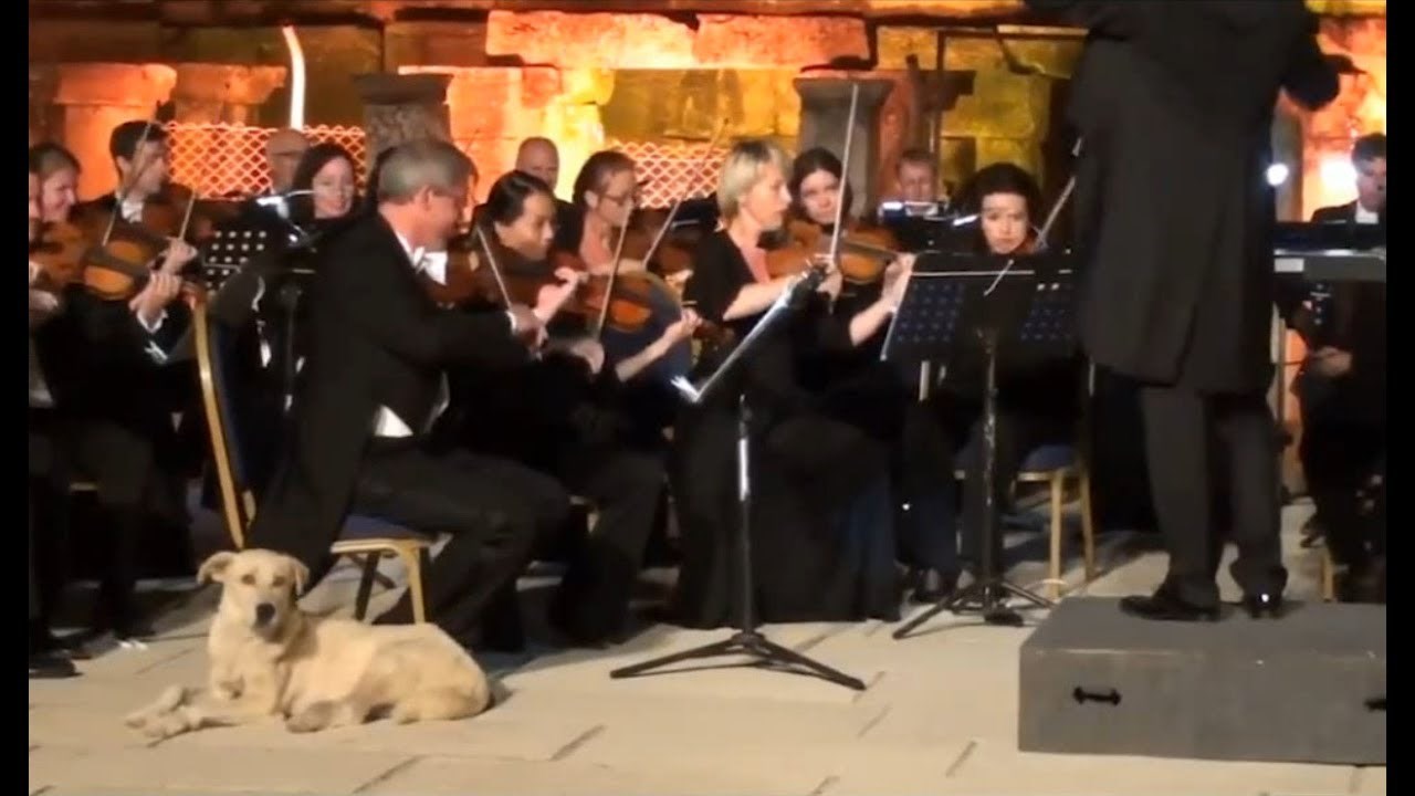 Pas je prekinuo orkestar na najslađi mogući način i dobio zasluženi aplauz