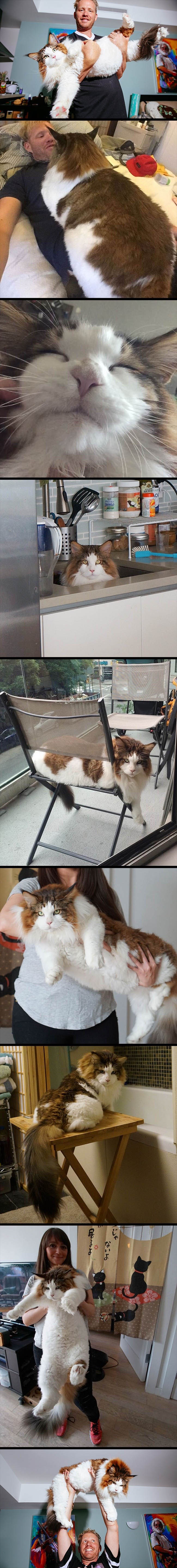 GALERIJA: Upoznajte Samsona, mačku koja je veća i duža i od nekih risova!