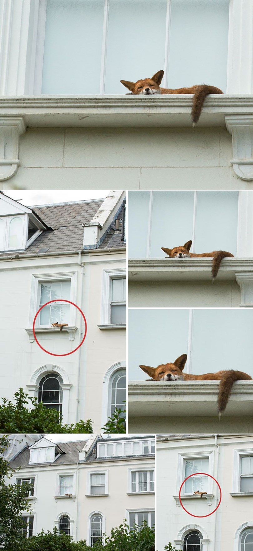 GALERIJA: Usred Londona lisica zaspala na prozoru i briga je za svijet ispod sebe
