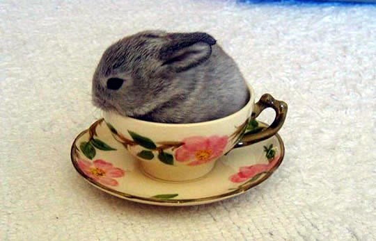 Treba šećera? Ne, uz ovo ne treba:)