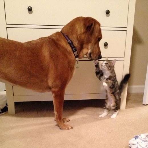 Mjauuuu, kako si lijep, jel to neki regenerator, odaj mi tajnu, ooo, pseći prijatelju!